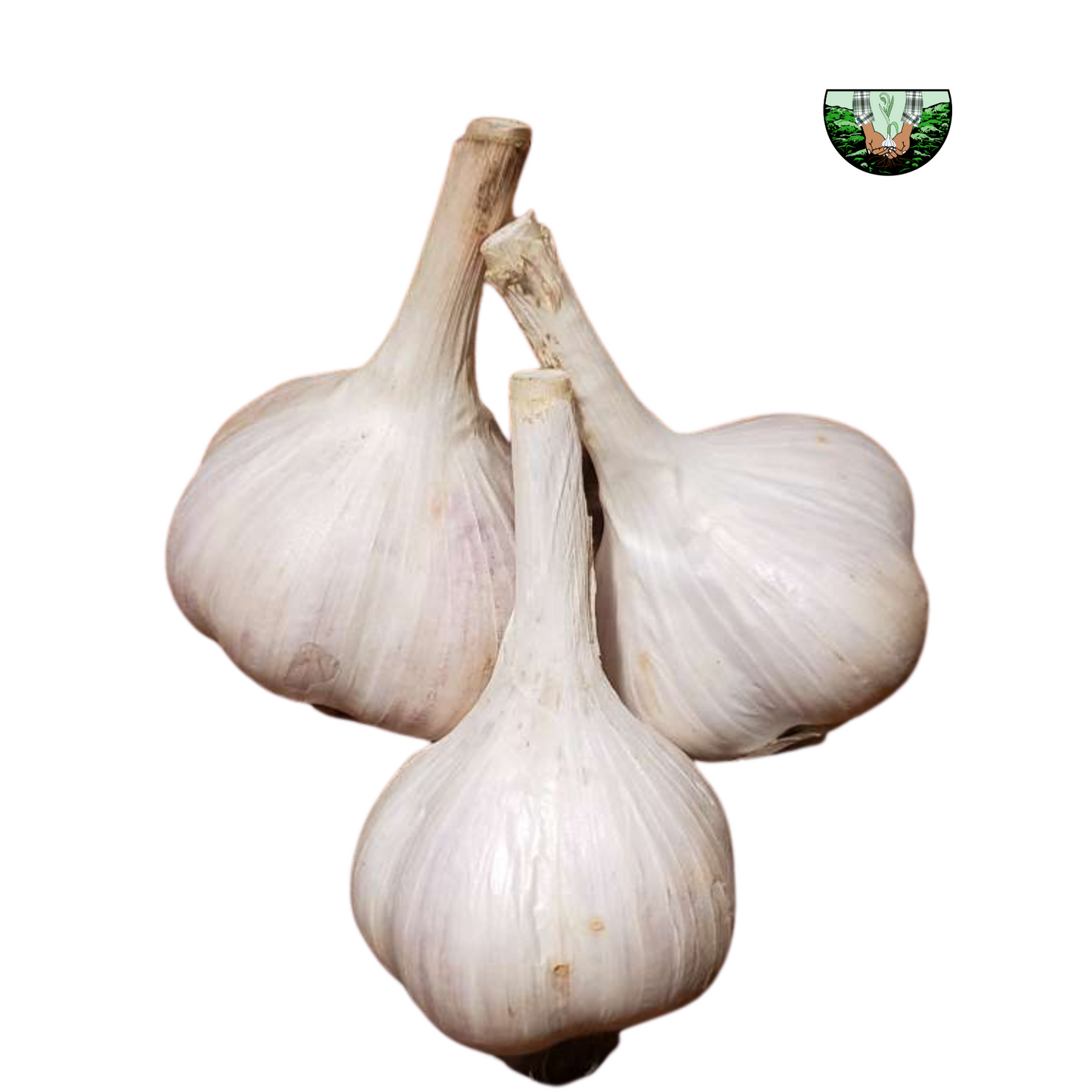 Garlic Bulbs, USDA Certified Organic