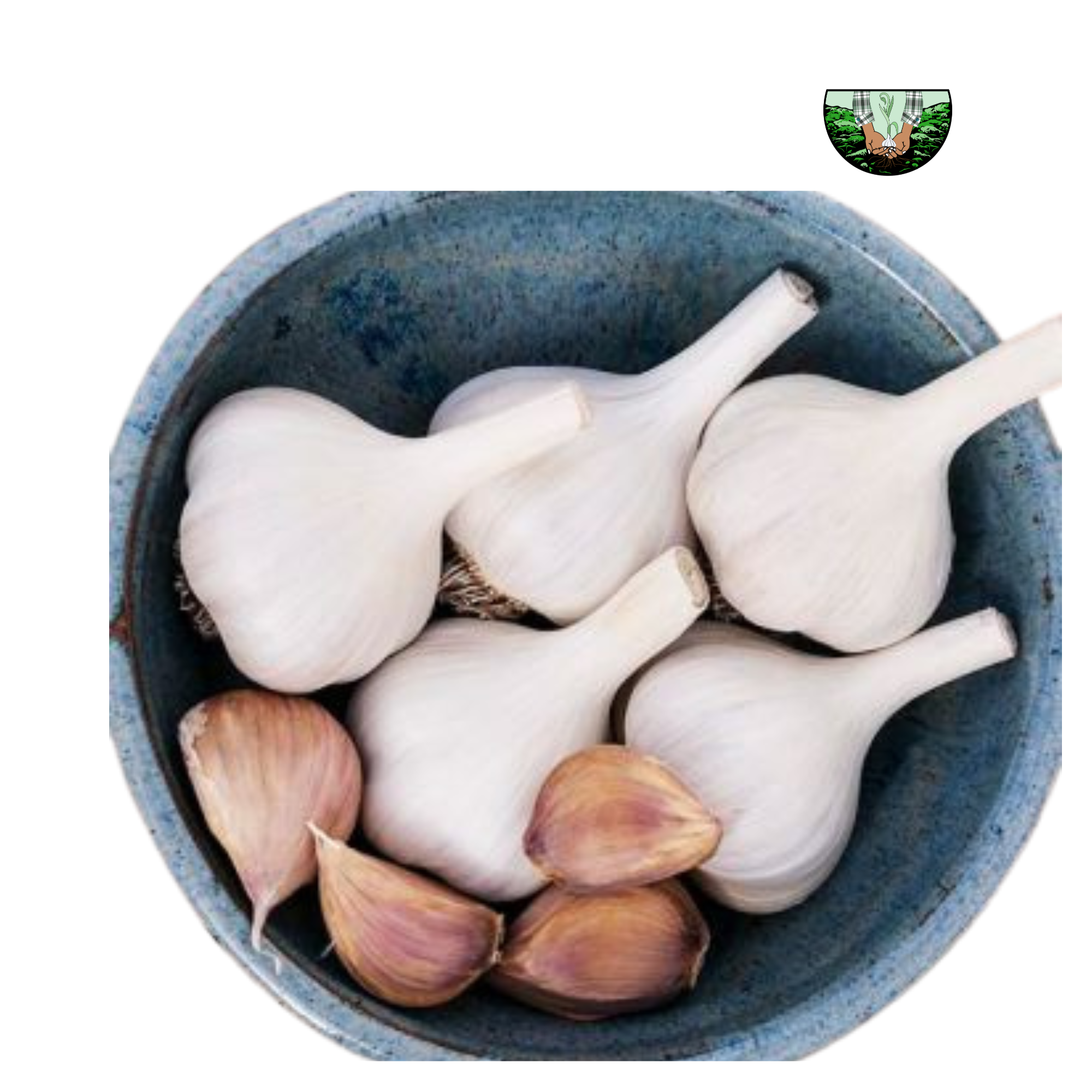 Buy Garlic Master At Best Price in Pakistan