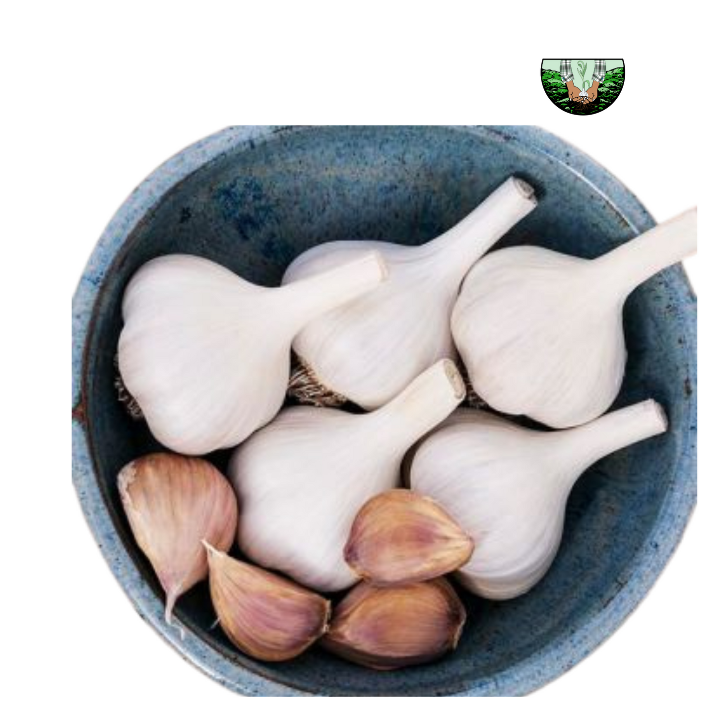 Garlic Bulbs, USDA Certified Organic