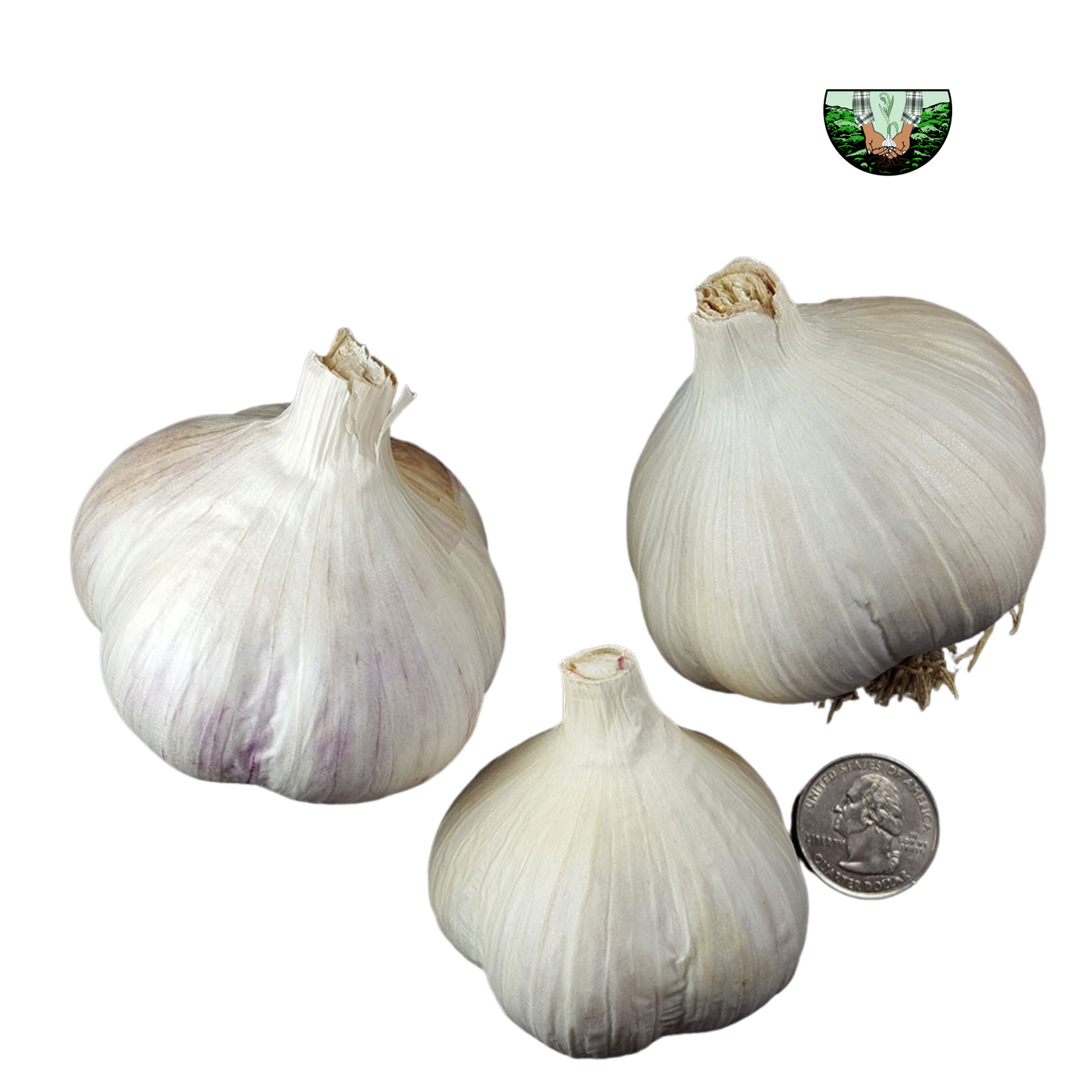 Garlic Bulbs, USDA Certified Organic